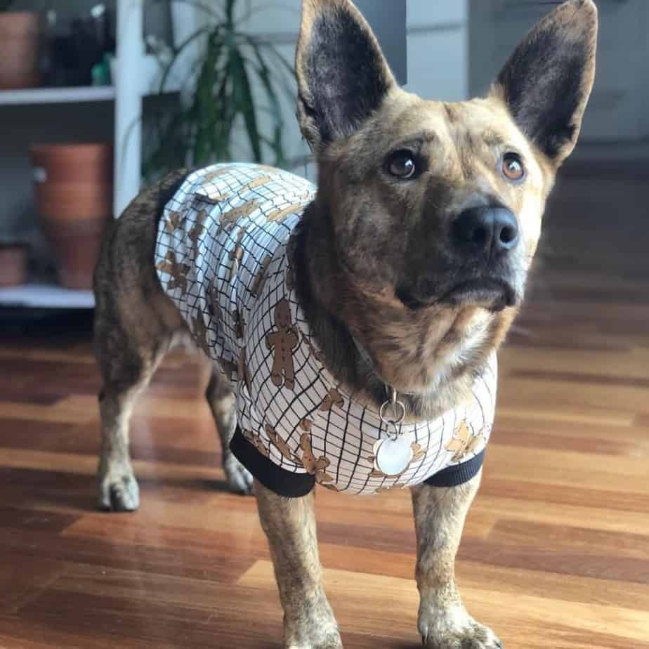 german shepherd corgi mix Care