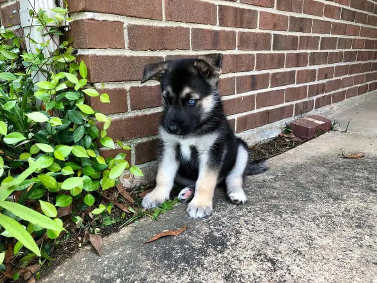German Shepherd Husky Mix – The Siberian Shepherd