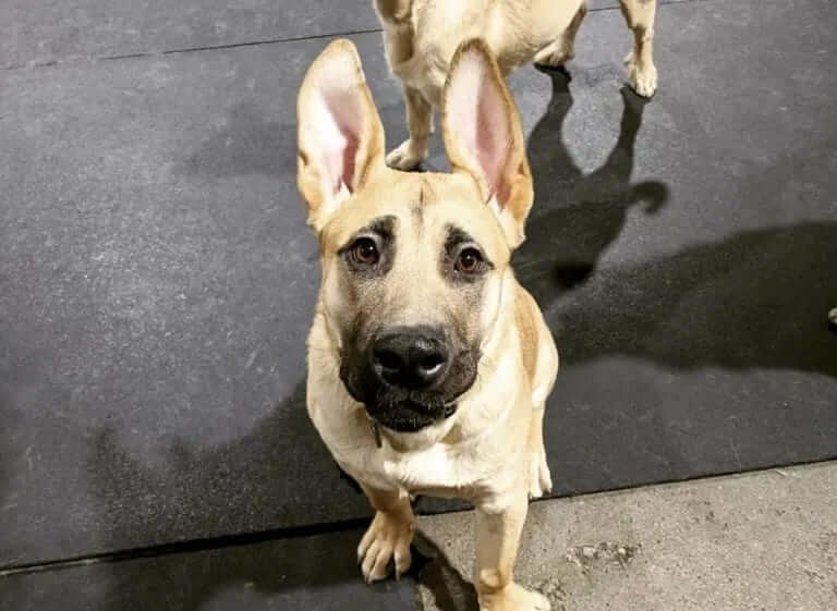 German Shepherd Pitbull Mix – The Sheppit