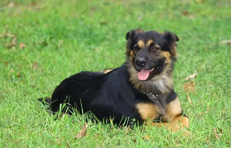 German Shepherd Rottweiler Mix – The Shepweiler
