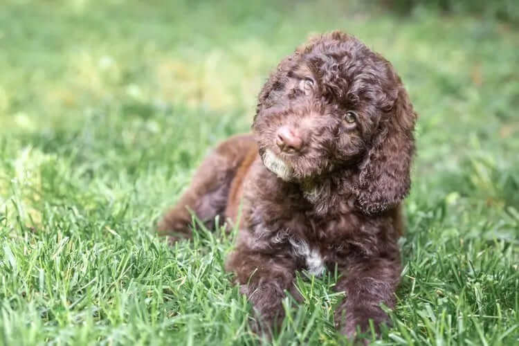 German Shepherd Poodle Mix – The Shepadoodle
