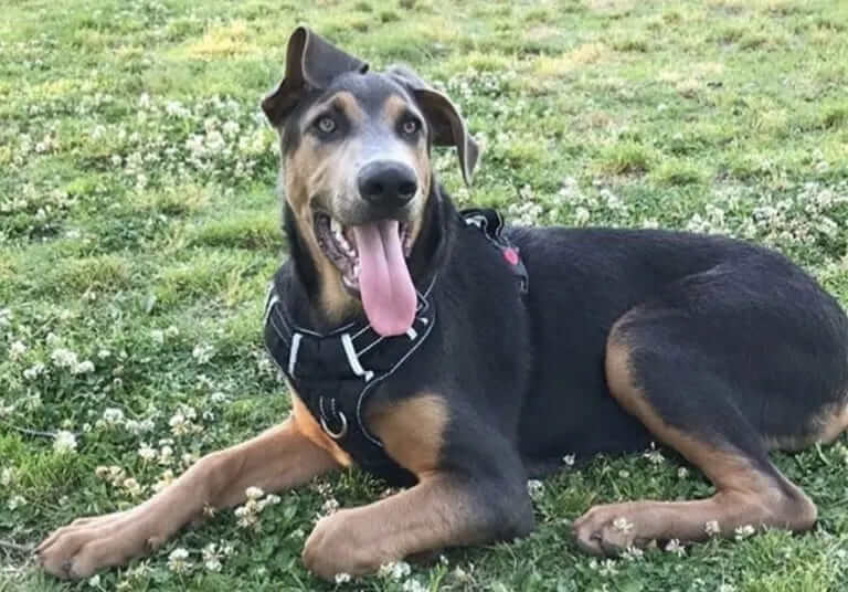 German Shepherd Doberman Mix – Doberman Shepherd