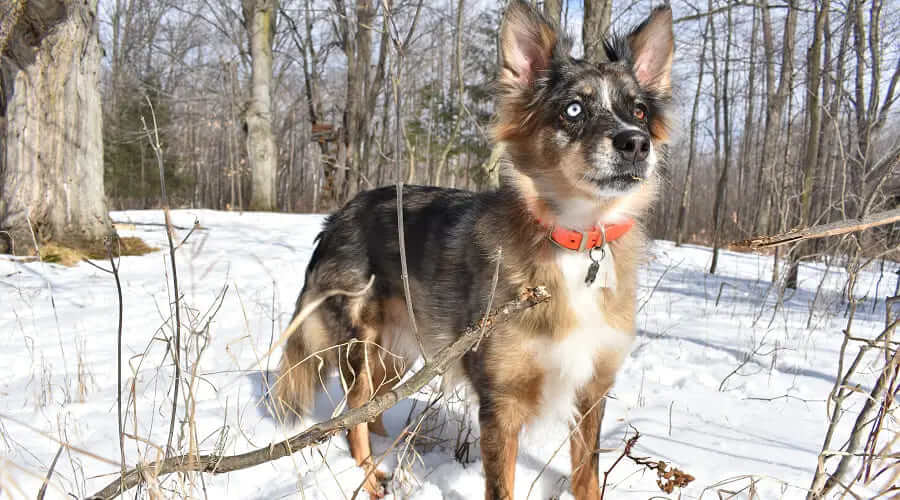 German Shepherd Australian Shepherd Mix – The German Australian Shepherd