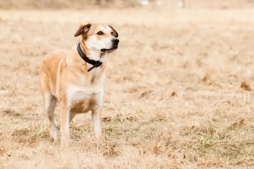 German Shepherd Lab Mix – The Labrashepherd
