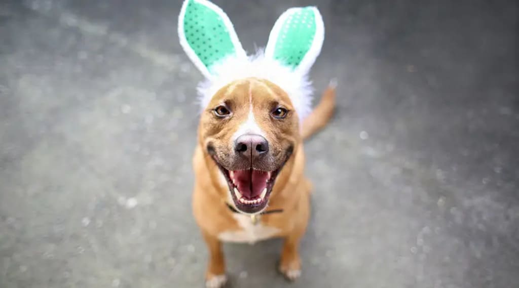 german shepherd pitbull mix Coat and Colors