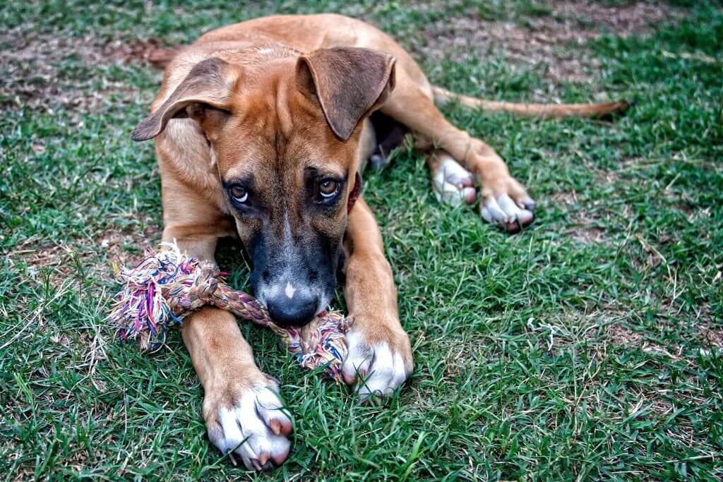 german shepherd pitbull mix Grooming