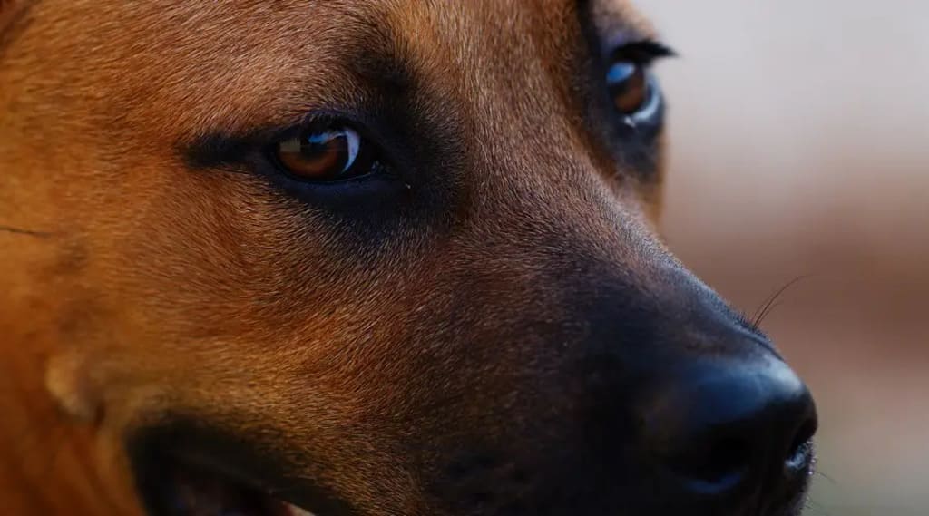 german shepherd pitbull mix Appearance