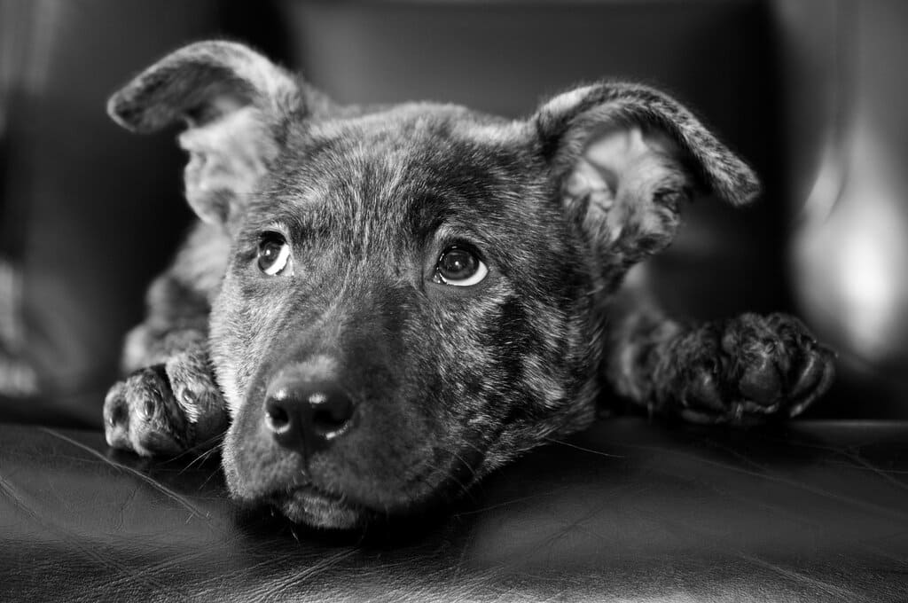 german shepherd pitbull mix Health