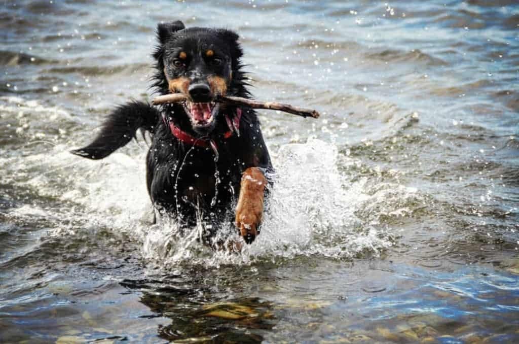 Is a German Shepherd Rottweiler Mix the Right Dog