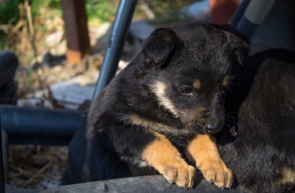 The Temperament of German Shepherd Rottweiler Mix