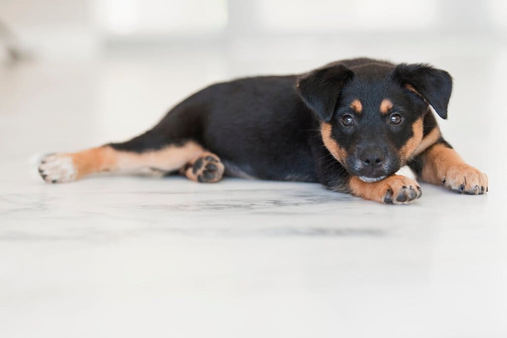 Health Concerns of German Shepherd Rottweiler Mix