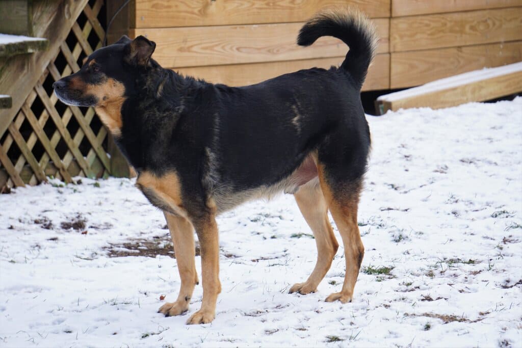 Training of German Shepherd Rottweiler Mix
