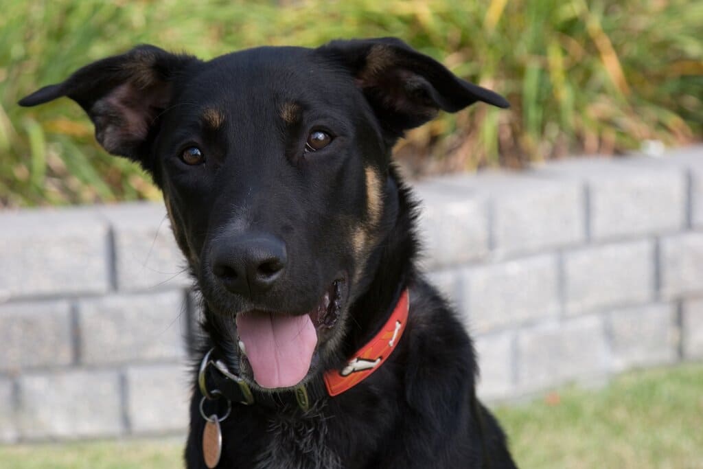 Is German Shepherd Rottweiler Mix Good with Kids