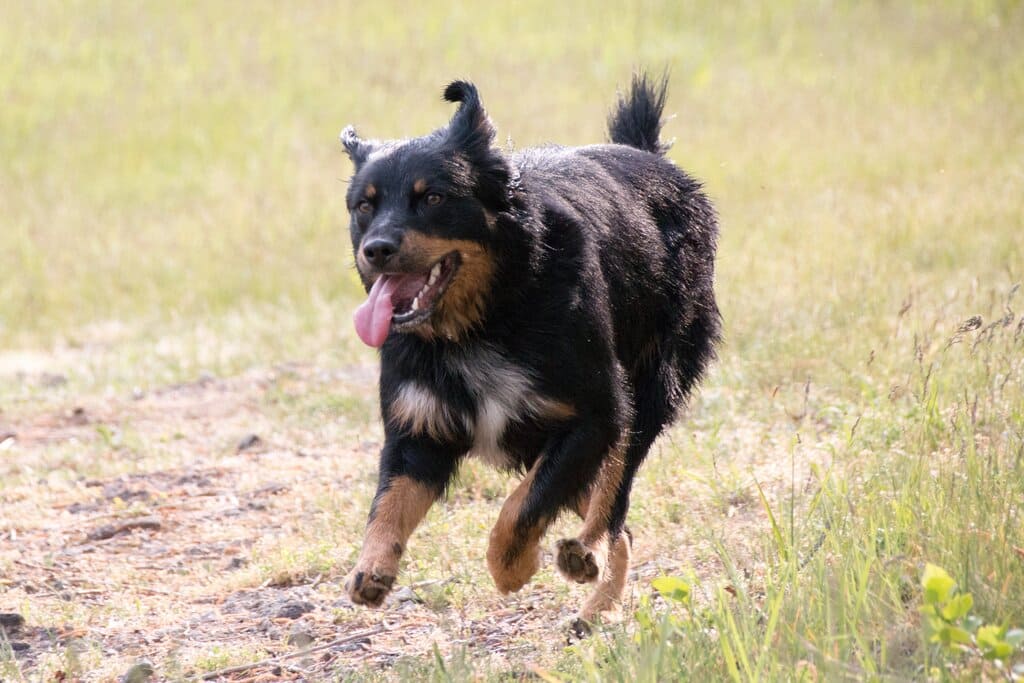 Are German Shepherd Rottweiler Mixes Aggressive Dogs