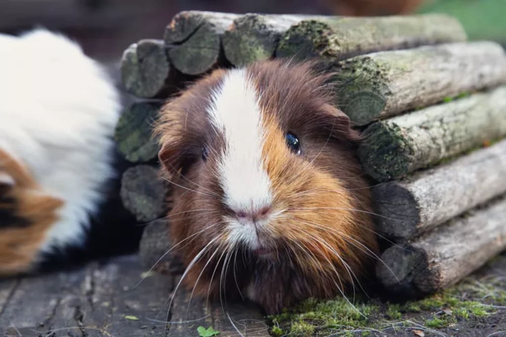 how long do guinea pigs live
