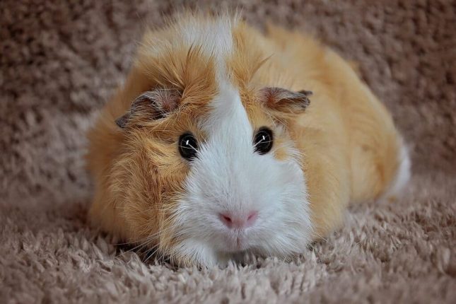 how long do guinea pigs live