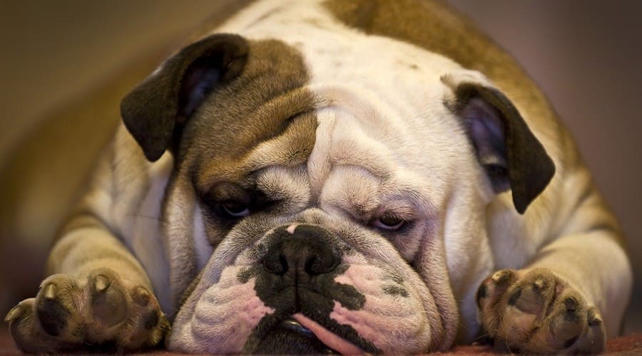 Bulldog a low energy dog breeds