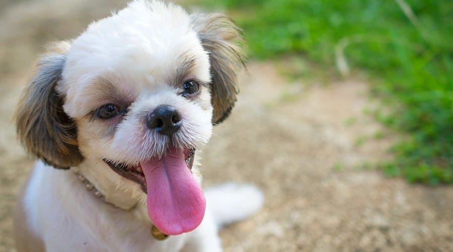 Shih Tzu a low energy dog breeds