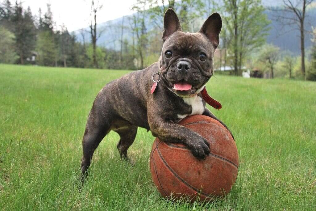 French Bulldog a low energy dog breeds