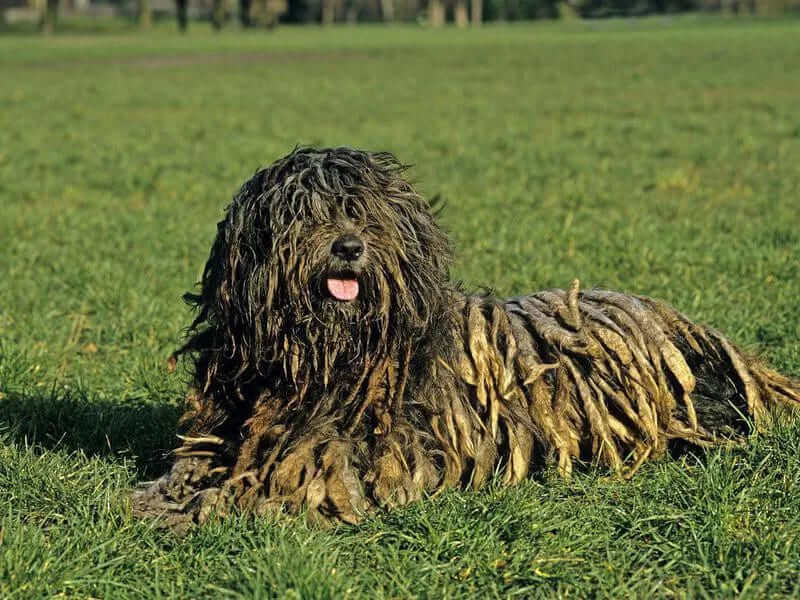 Bergamasco Sheepdog a low energy dog breeds