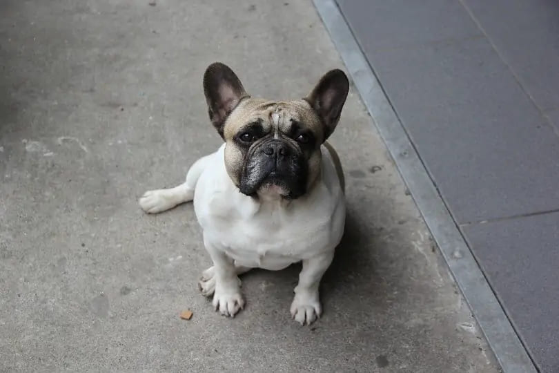 Pug a low energy dog breeds