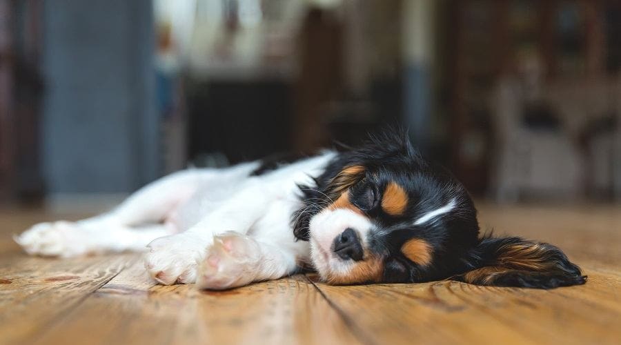 Cavalier King Charles Spaniel a low energy dog breeds