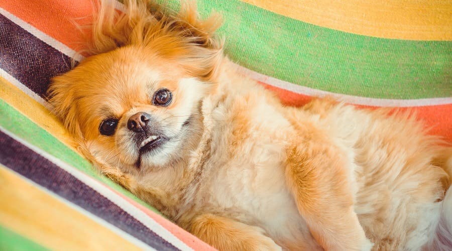 Pekingese a low energy dog breeds