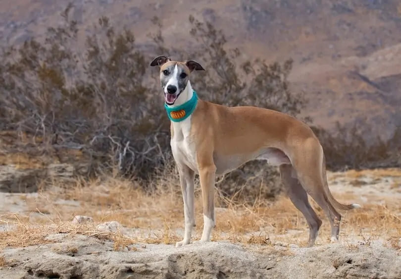 Whippet a low energy large dog breeds