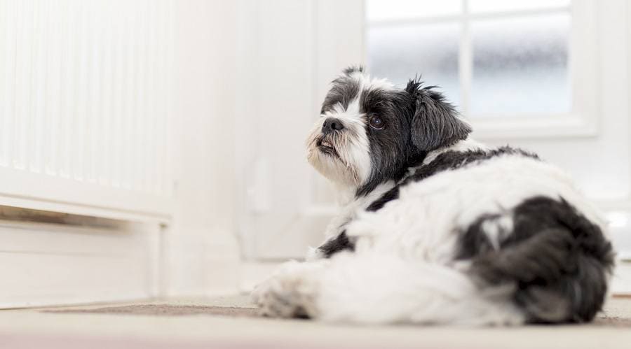 Lhasa Apso a low energy dog breeds