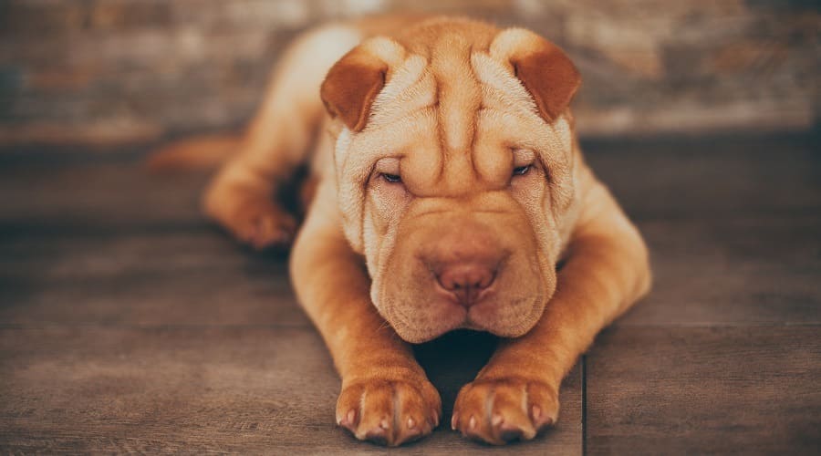 Shar Pei a low energy dog breeds
