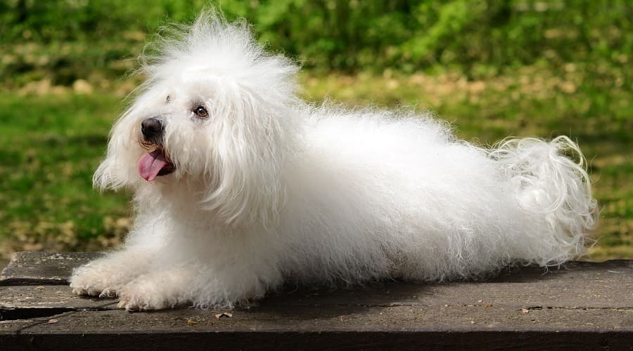 Bolognese a low energy dog breeds