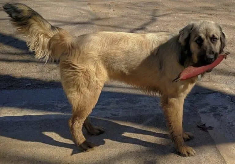 German Shepherd Great Pyrenees Mix – Germanees