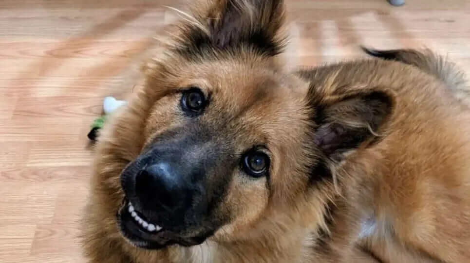 German Shepherd Chow Mix - Sheprachow