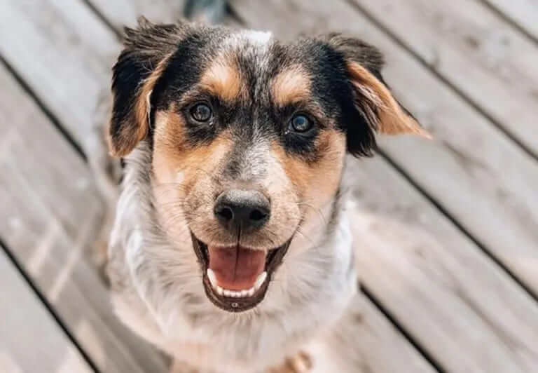German Shepherd Springer Spaniel Mix – Spanierd