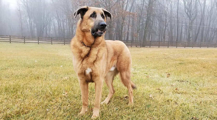 German Shepherd Anatolian Shepherd Mix – German Anatolian Shepherd