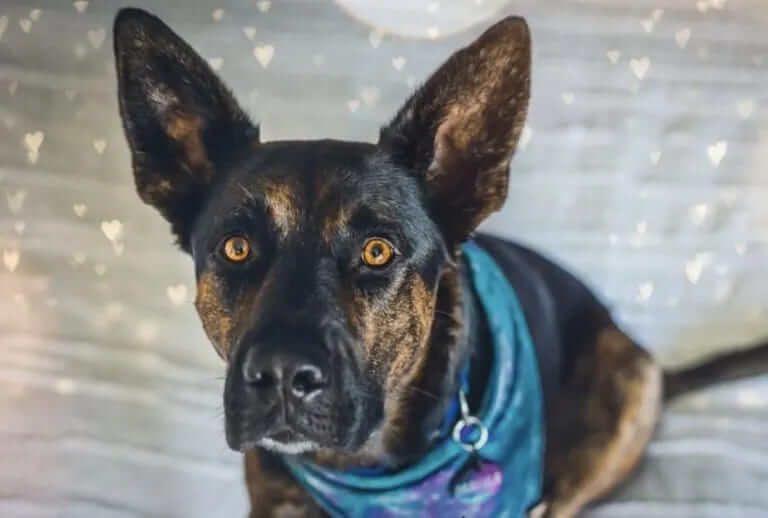 German Shepherd Boxer Mix – Boxer Shepherd