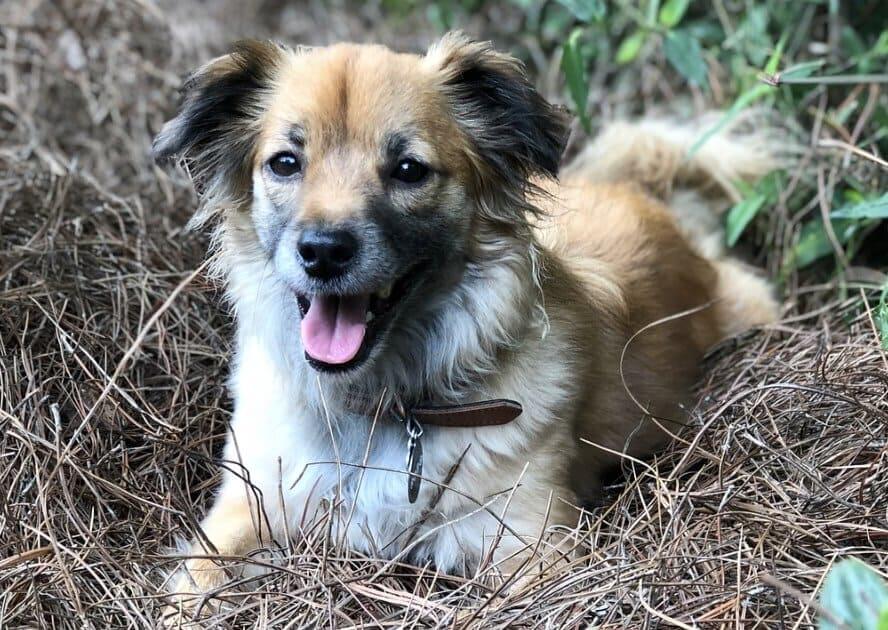 German Shepherd Sheltie Mix – Sheltie Shepherd