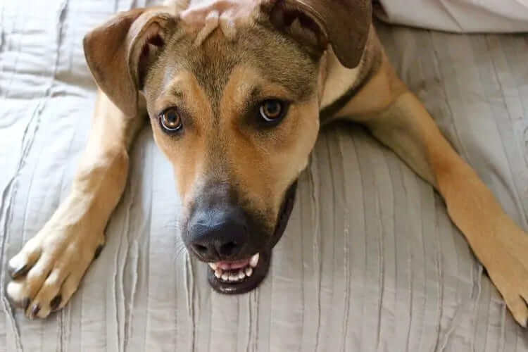 German Shepherd Rhodesian Ridgeback Mix – German Ridgeback