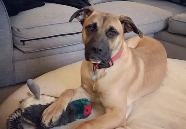 German Shepherd American Bulldog Mix – American Shepherd