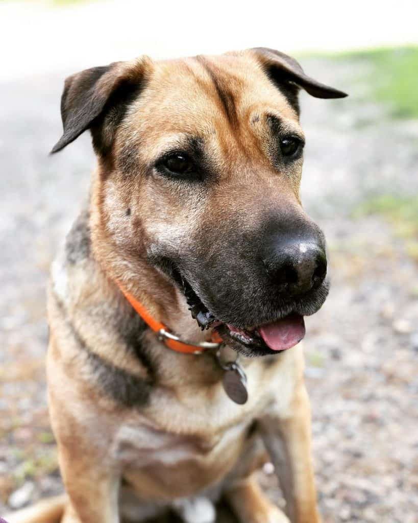 German Shepherd Shar Pei Mix – Shepherd Pei