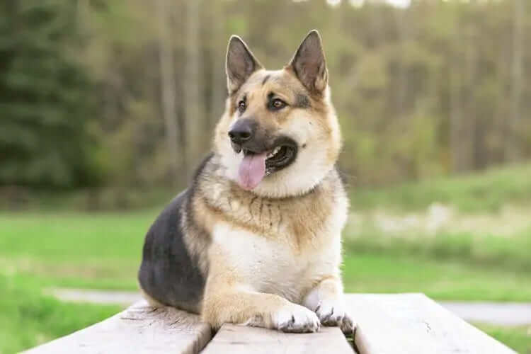 German Shepherd Alaskan Malamute Mix – Alaskan Shepherd