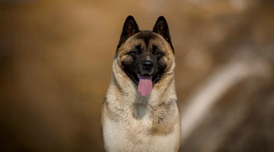 German Shepherd Akita Mix – The Shepkita