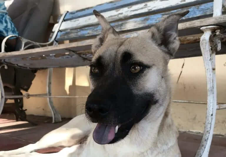 German Shepherd Pug Mix – Shug