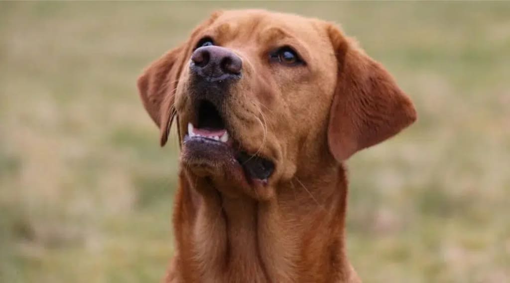 red fox lab History