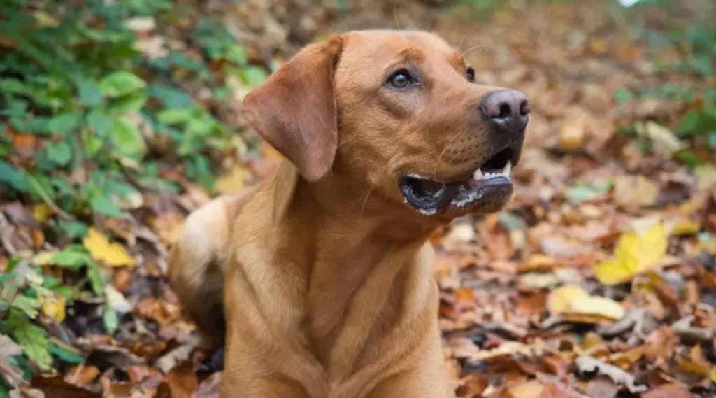 red fox lab Appearance