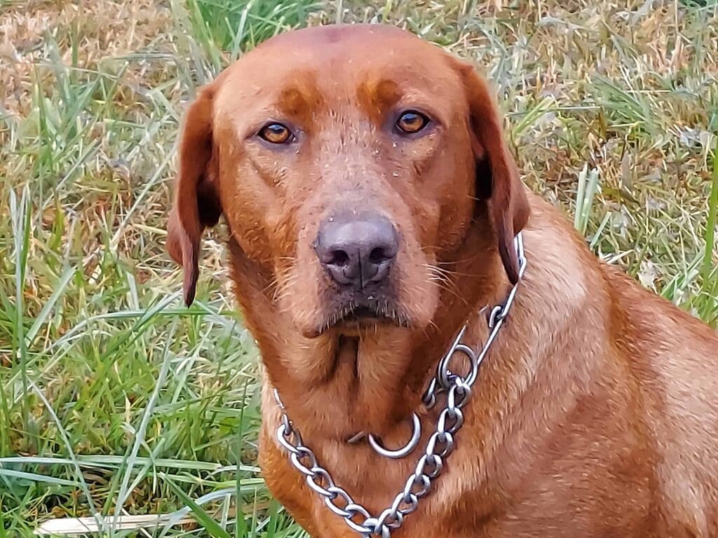 Caring for Your Red Fox Labrador Retriever