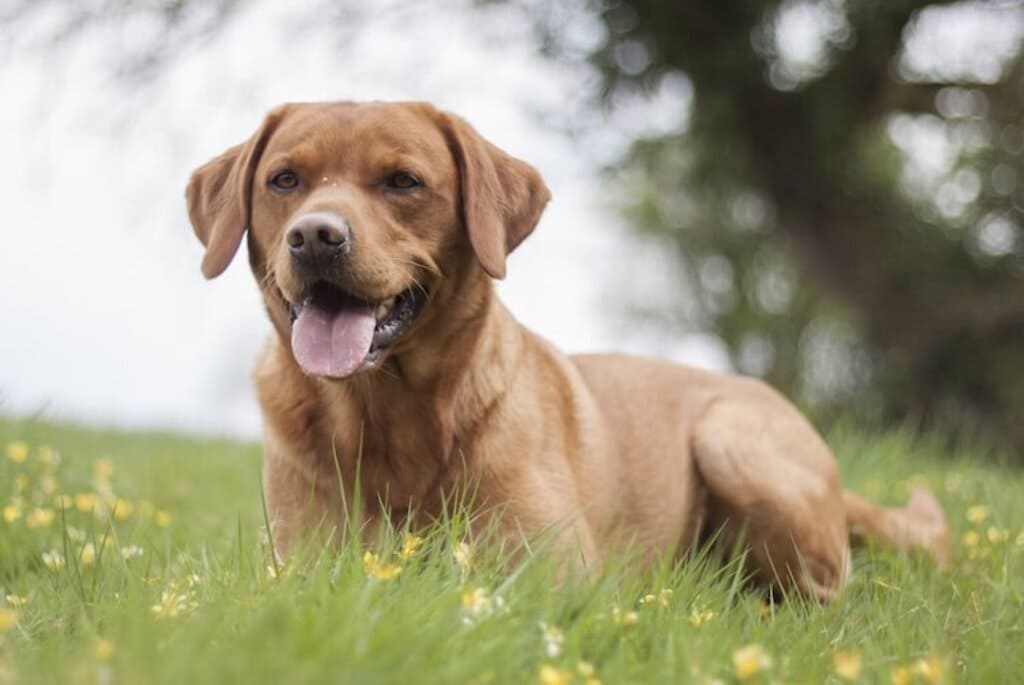 Health Problems to red fox lab 