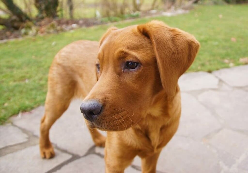 Fun Facts about Red Fox Lab