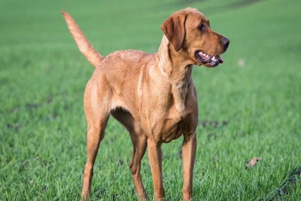 Red Fox Lab: An In-Depth Guide Fox Red Labradors