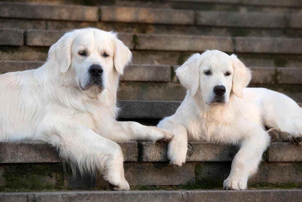 English Cream Golden Retriever